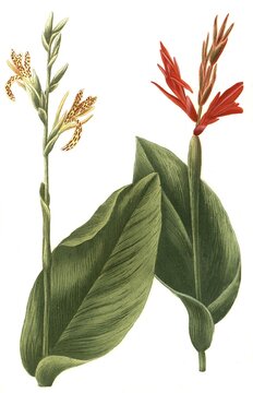 Indian flower cane, also edible canna, achira or kapacho, pretoria canna lily (Canna indica), Historic, digitally restored reproduction from an 18th century original