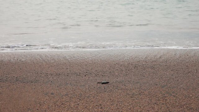 Freshly hatched turtles crawling to ocean, being released from a conservation center in S&atilde;o Tom&eacute; and Pr&iacute;ncipe
