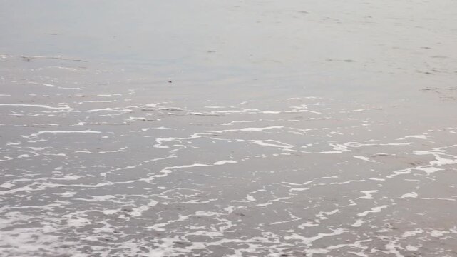 Freshly hatched turtles crawling to ocean, being released from a conservation center in S&atilde;o Tom&eacute; and Pr&iacute;ncipe