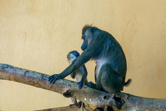 Baboons interact on a branch in a zoo during daylight hours
