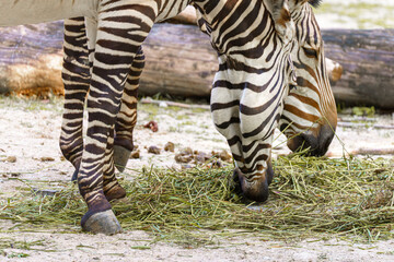 Zebras feeding together on grass in their habitat at a wildlife park during the day © andov
