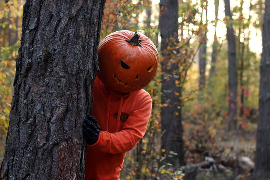 A man with a carved pumpkin instead of a head hides behind a tree trunk in the forest. Halloween, costume and holiday entertainment. Character in an orange hoodie and with a pumpkin head