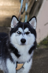 The Siberian Husky is a breed of working sled dog and belongs to the Spitz genetic family. It is recognizable by its thickly furred double coat, erect triangular ears, and distinctive markings. © Aila Ruoho