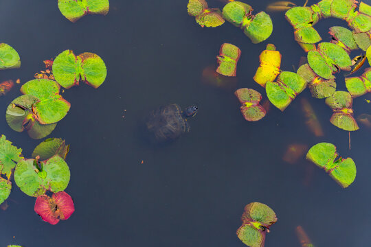 Top view of a freshwater turtle swimming in a dark pond surrounded by floating green and red aquatic leaves, capturing wildlife, aquatic vegetation and a peaceful natural ecosystem