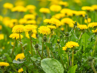 Field of yellow dandelions. Taraxacum officinale, the common dandelion © Dmitrii Potashkin