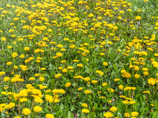 Field of yellow dandelions. Taraxacum officinale, the common dandelion © Dmitrii Potashkin