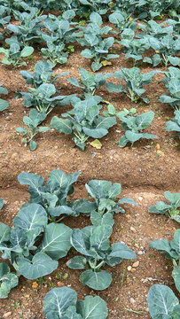 young green cabbage plants growing in field, leafy vegetable crops planted in straight rows, organic farming and agriculture industry concept