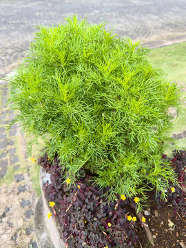 bright green kochia ornamental bush growing in garden, aka summer cypress or bassia scoparia in close-up view, soft focus background