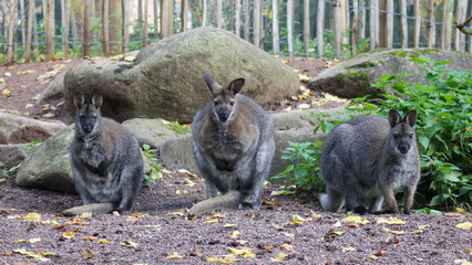 Three Bennett Wallabies Sitting Together on Gravel Ground in Natural Enclosure © Johannes
