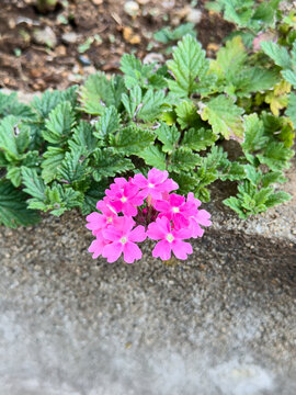 cluster of bright pink garden verbena flowers growing in garden, spring gardening concept with copy space