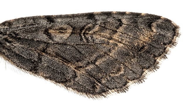 Detailed moth wing extreme close up photo, macro insect scale texture detail, camouflage brown and black wing pattern specimen isolated PNG with Transparent Background