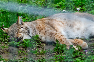 lynx in the grass © FOTOCREATION