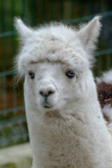 close up of a white alpaca © FOTOCREATION
