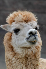 llama portrait on the grass © FOTOCREATION