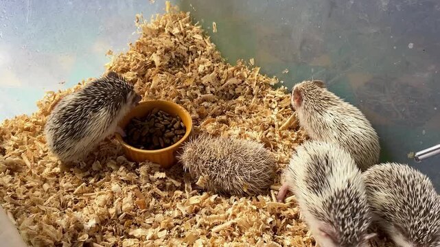 Five young hedgehogs gather in a shallow container. They eat from a small orange bowl. They rest on soft, dry wood shavings. Their spines are soft and delicate. They appear calm and curious.