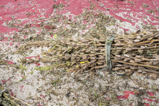Dried Sesame Plants Tied in Bundles on Red Tarp After Harvest