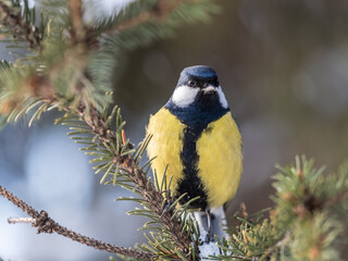 Cute bird Great tit, songbird sitting on the fir branch © Dmitrii Potashkin