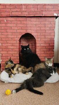 Four Cats Gathered Around A Cozy Pet House, Illustrating Friendship And Warmth.