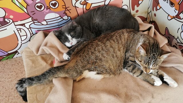 Two Adorable Cats Curled Up Together Peacefully On A Blanket, Enjoying Their Nap Time.