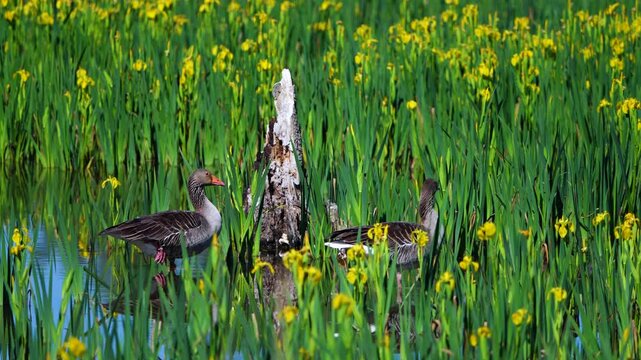 Common goose (Anser anser) in a wetland among yellow irises