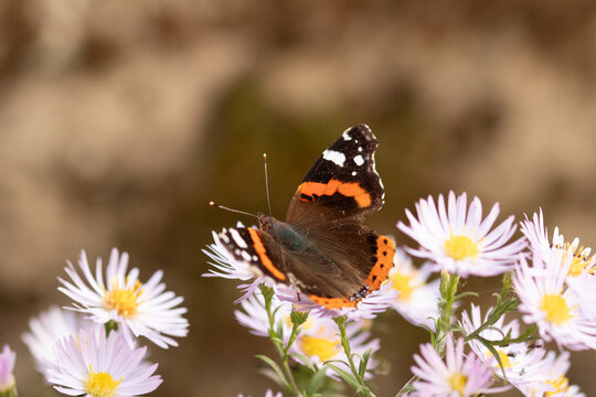 Vulcain (Vanessa atalanta)
Vanessa atalanta on an unidentified flower or plant
