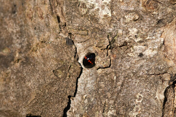 Coccinelle des bruyères (Chilocorus bipustulatus) Chilocorus bipustulatus n its natural element  © Eric