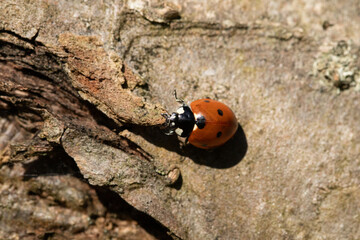 Coccinelle à Sept Points (Coccinella septempunctata) Coccinella septempunctata on an unidentified flower or plant  © Eric
