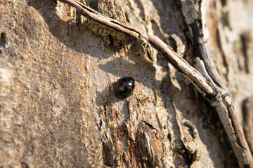 Coccinelle des bruyères (Chilocorus bipustulatus) Chilocorus bipustulatus n its natural element  © Eric