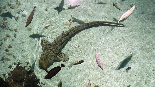 Zebra shark (Stegostoma tigrinum), also commonly known as the leopard shark because of the characteristic spotted coloration of adults.