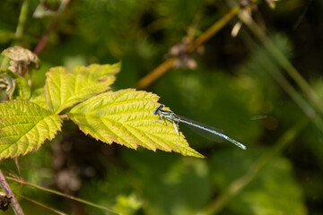 Agrion à larges pattes --- Pennipatte bleuâtre (Platycnemis pennipes) Platycnemis pennipes in its natural element  © Eric