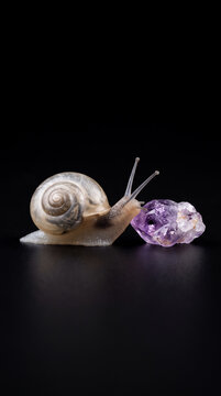 Snail Crawling Beside Amethyst on Black Background 