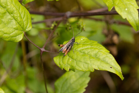 Criquet noir-&eacute;b&egrave;ne (Omocestus rufipes)
Omocestus rufipes on an unidentified flower or plant

