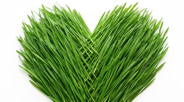 Heart shape formed by fresh green wheatgrass symbol of health and vitality isolated on white background