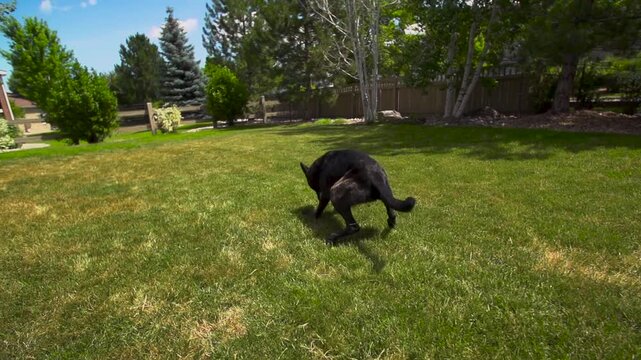 Dog running full speed in the grass to catch a bouncing toy