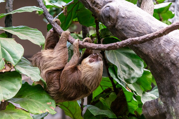 A Hoffman's Two-toed Sloth Choloepus hoffmanni climbs a vine at the St. Louis Zoo in St. Louis, Missouri  © Patrick Rolands