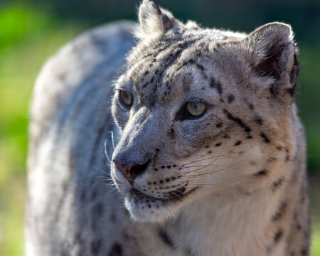 snow leopard portrait at the St. Louis Zoo in St. Louis, Missouri 