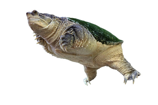 Snapping turtle also called alligator turtle isolated on white background