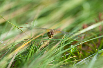 a close-up of a dragonfly (Anisoptera) at rest on a green grass blade covered in morning dew, featuring a blurred background with copy space © Pavlo