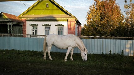   A white horse in front of a house in a rural village.  © urra