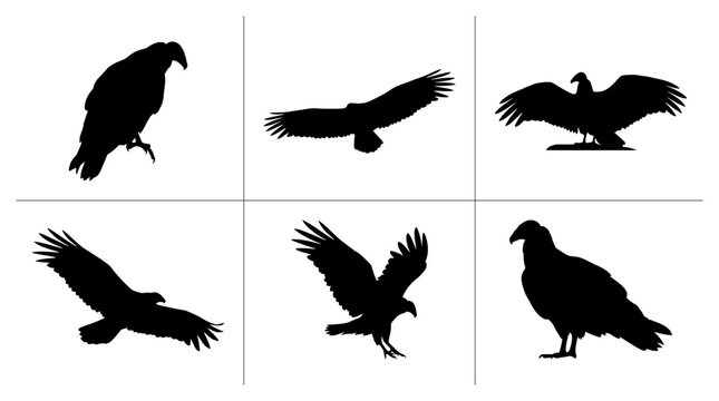 Bird silhouettes set with vultures and eagles in flight and standing for logo or print