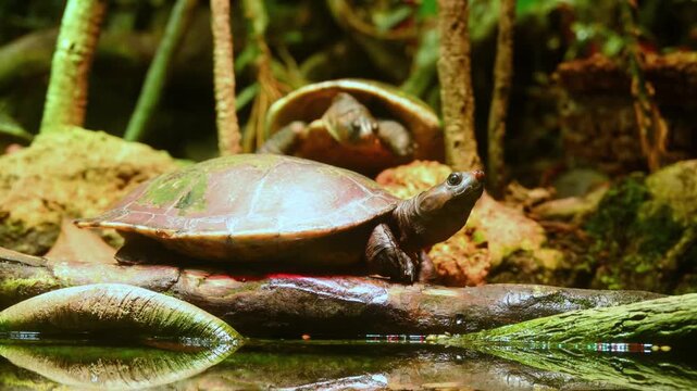 A freshwater turtle resembling members of the family Geoemydidae (Asian pond turtles), such as the yellow-margined box turtle (Cuora flavomarginata)