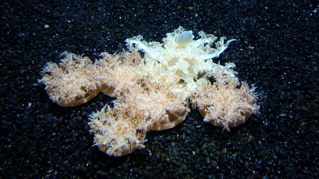 A group of upside down jellyfish (Cassiopea spp., family Cassiopeidae, class Scyphozoa, phylum Cnidaria) resting upside down on dark substrate, with their bell-shaped bodies facing downward.