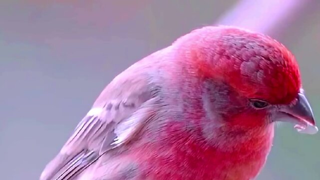 Close up of a male house finch with vibrant red plumage perched