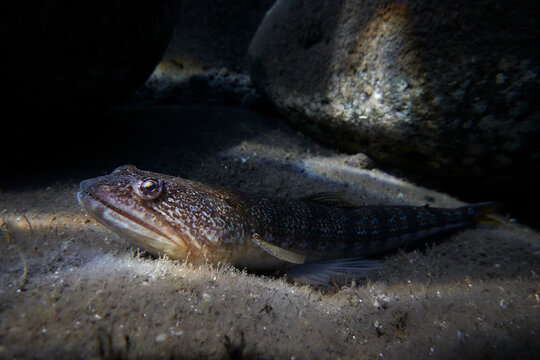 Portrait of a great weaver fish (Trachinus draco)