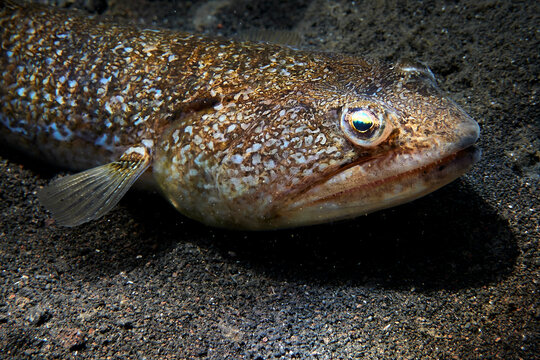 Portrait of a great weaver fish (Trachinus draco)