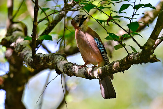 Eurasian Jay // Eicheh&auml;her (Garrulus glandarius) - Lamas de Mouro, Portugal