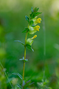 Rhinanthus minor yellow rattle meadow plants in bloom, wild herbaceous annual plant in bloom