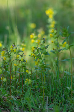 Rhinanthus minor yellow rattle meadow plants in bloom, wild herbaceous annual plant in bloom