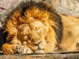 Sleeping Lion in Sunlight © Bulat