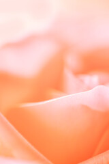 Naklejka premium Close-up of soft peach rose petals with delicate texture and subtle color gradients, creating a serene and elegant floral composition in a blurred background